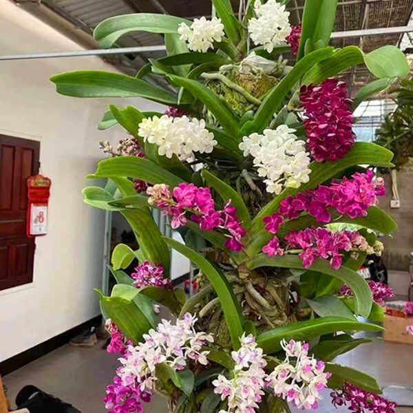 泰国狐尾兰花期长容易养殖珍奇类洋兰万代兰石斛网红盆栽基地直发