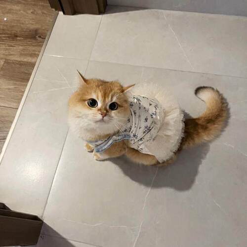 漂亮猫咪衣服高弹力轻薄无束缚宠物家居服长毛猫防掉毛高颜值背心