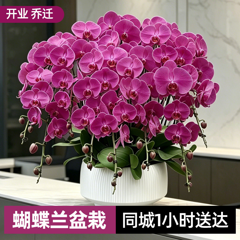上海蝴蝶兰盆栽特大号真鲜花速递同城配送乔迁新居北京成都年宵花