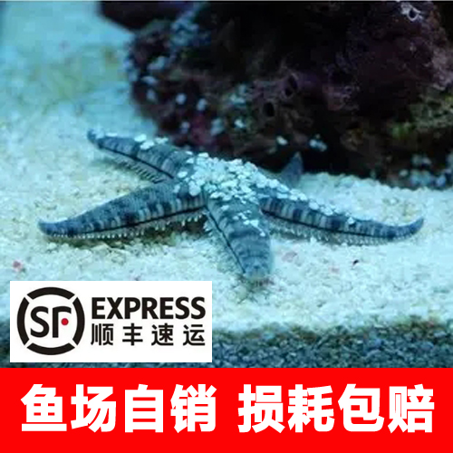 海星活宠物海水鱼缸生物海星活体翻砂海星海盘车活的翻砂小海星