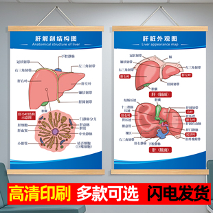 人体解剖图内脏器官骨骼肌肉心脏结构图宣传海报医院海报墙贴画hb