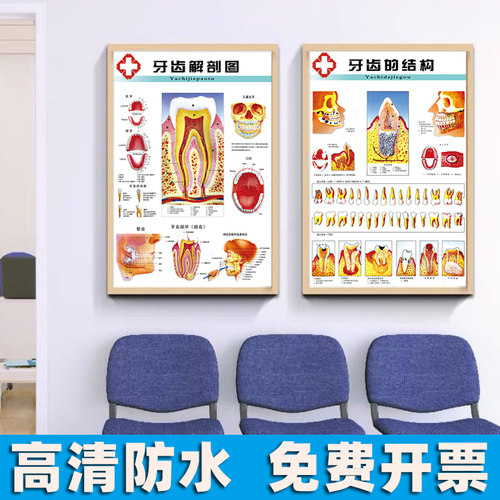 牙齿解剖结构图口腔海报画