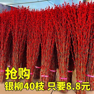 银柳真花鲜枝干花福桶抱抱桶年宵花卉七彩红色水培绿植物雪柳干枝