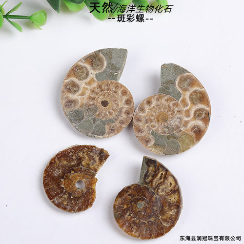 批发海螺化石斑彩螺切片螺摆件 矿标螺化石原石摆件工艺品 对螺