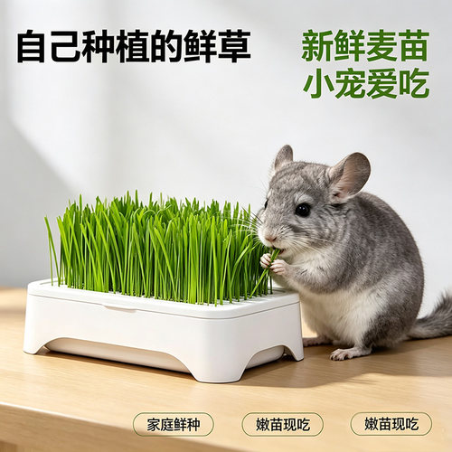 龙猫吃的草自己种植的鲜草新鲜麦苗龙猫爱吃现种现吃营养草零食物