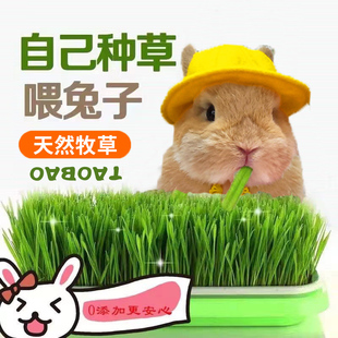 草营养排毛球自己种植解闷玩具宠物荷兰猪龙猫 兔子吃 磨牙零食