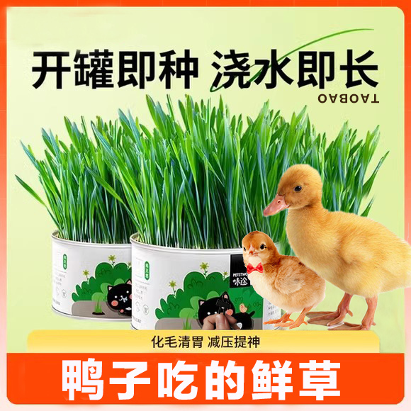 小鸡鸭吃的草维生素补充柯尔鸭