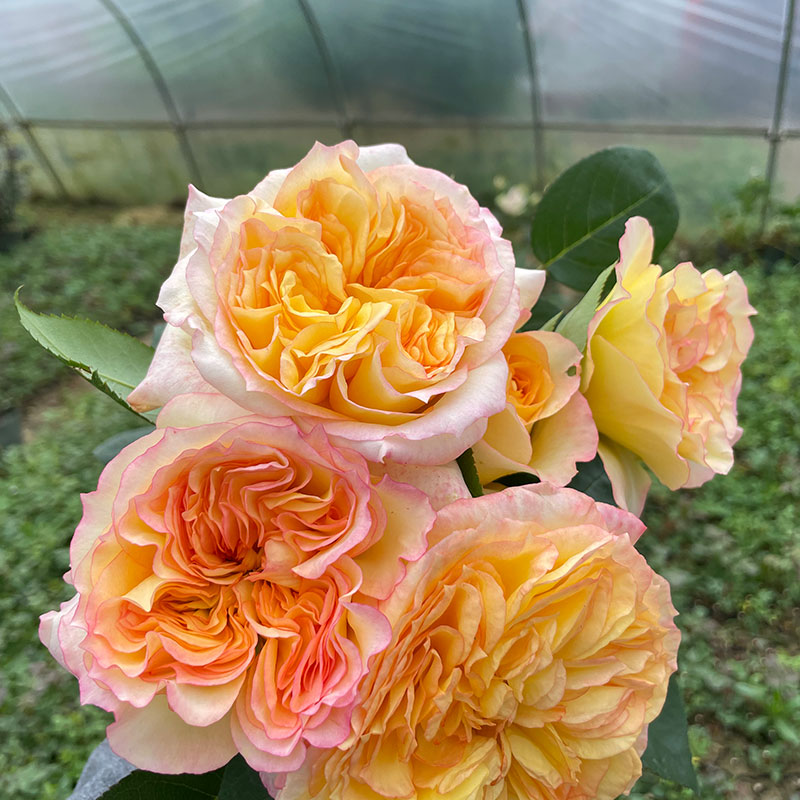 橘子酱月季 【2加仑】玫瑰盆栽花卉植物阳台庭院