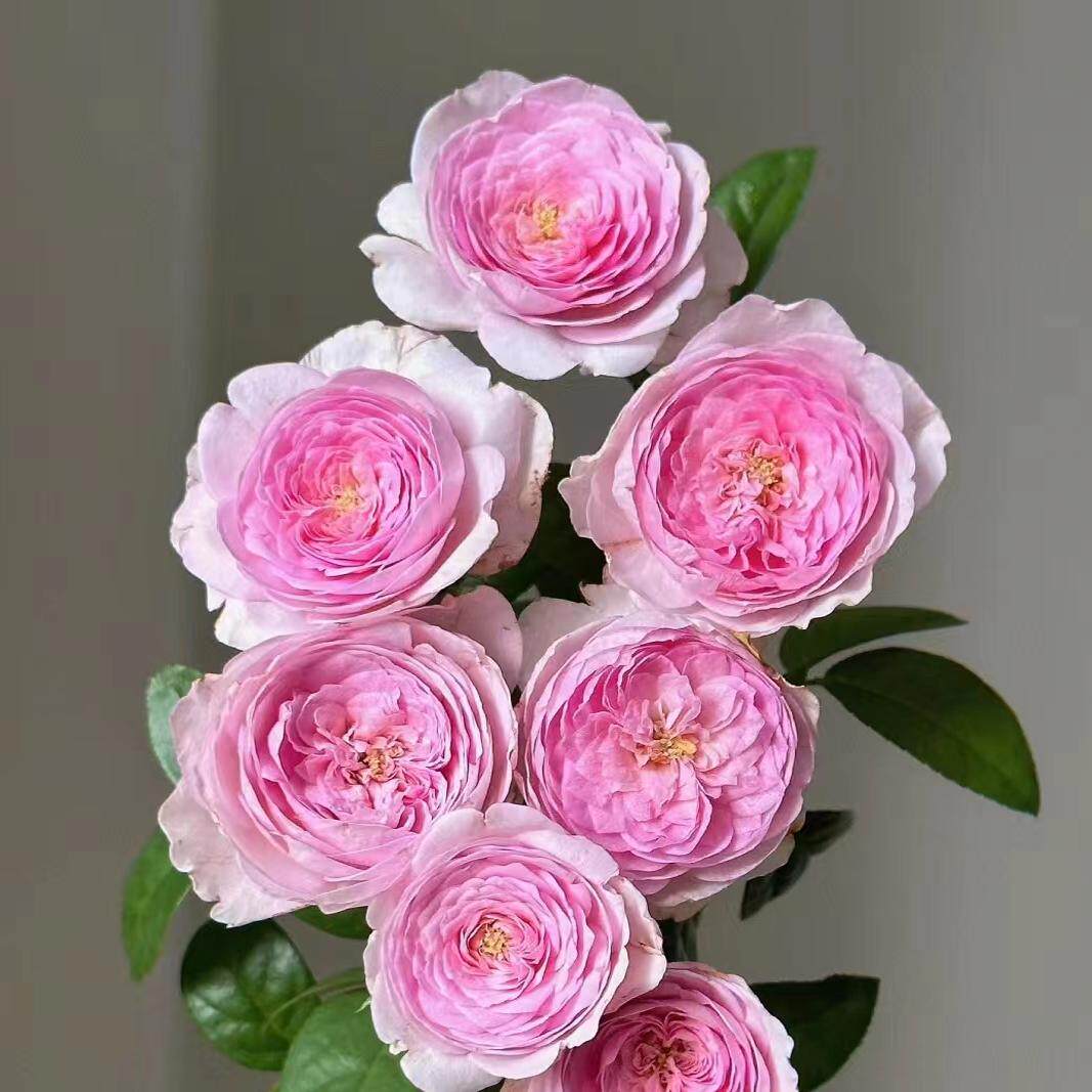 我的心 月季 一加仑 四季开花 抗病能力强  可藤可灌