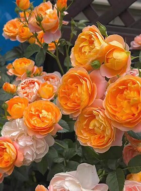 果汁阳台月季 【2加仑】玫瑰盆栽花卉植物阳台庭院