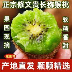 正宗贵州原产地修文猕猴桃新鲜当季孕妇水果贵长猕猴桃绿心奇异果