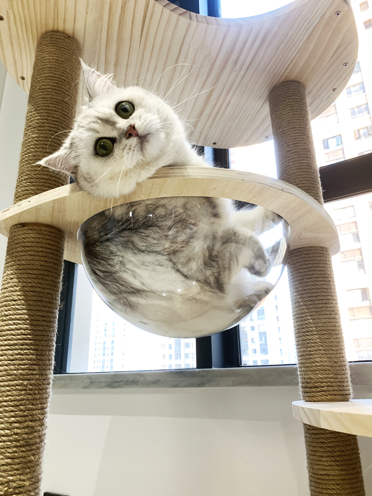 小型猫爬架实木猫架猫窝猫爬架一体太空舱自制多层猫跳台猫咪玩具