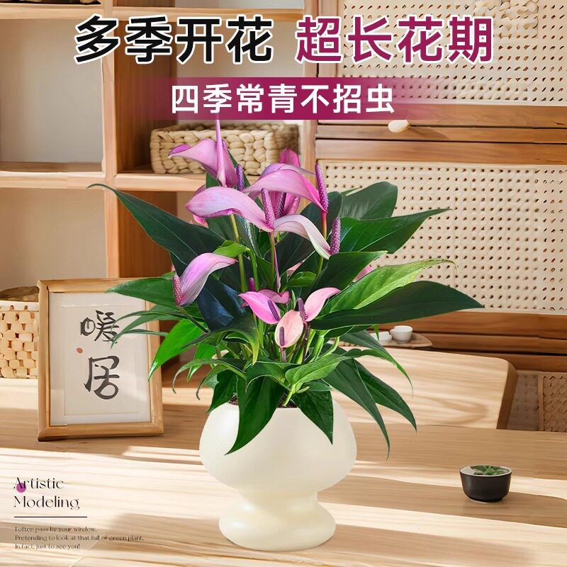 香妃齐祖紫掌盆栽带花白
