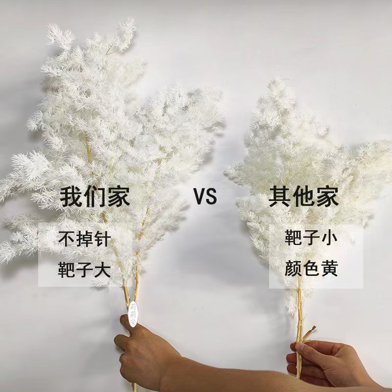 永生花蓬莱松真花制作雪松保鲜花云南干花蓬莱松干花