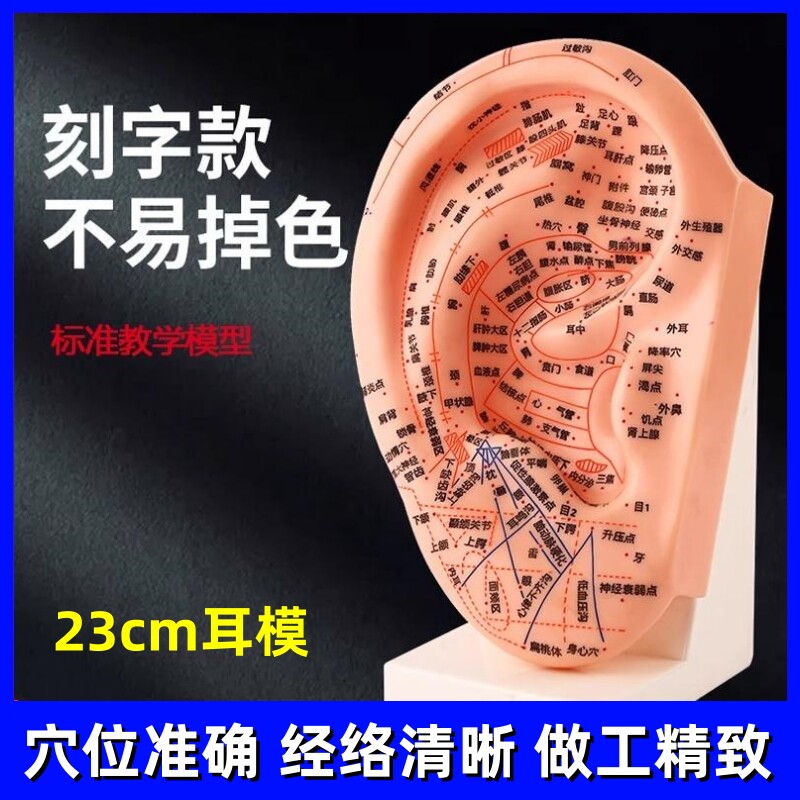 刻字耳针穴位模型23CM带底座针灸耳模耳朵模型 按摩模型针灸模型