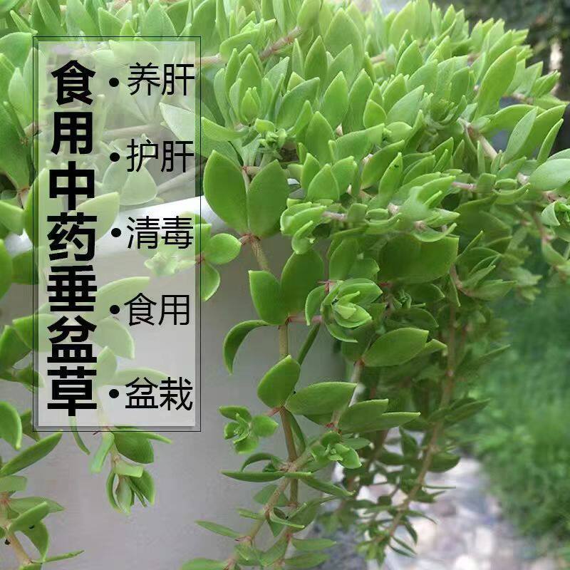 食用垂盆草盆栽带盆易种植阳台正宗中药材养肝护肝清热解毒可食用