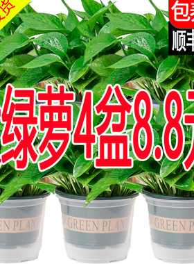 新房绿萝盆栽室内客厅绿植花卉家用净化空气长藤绿箩植物室内吊兰