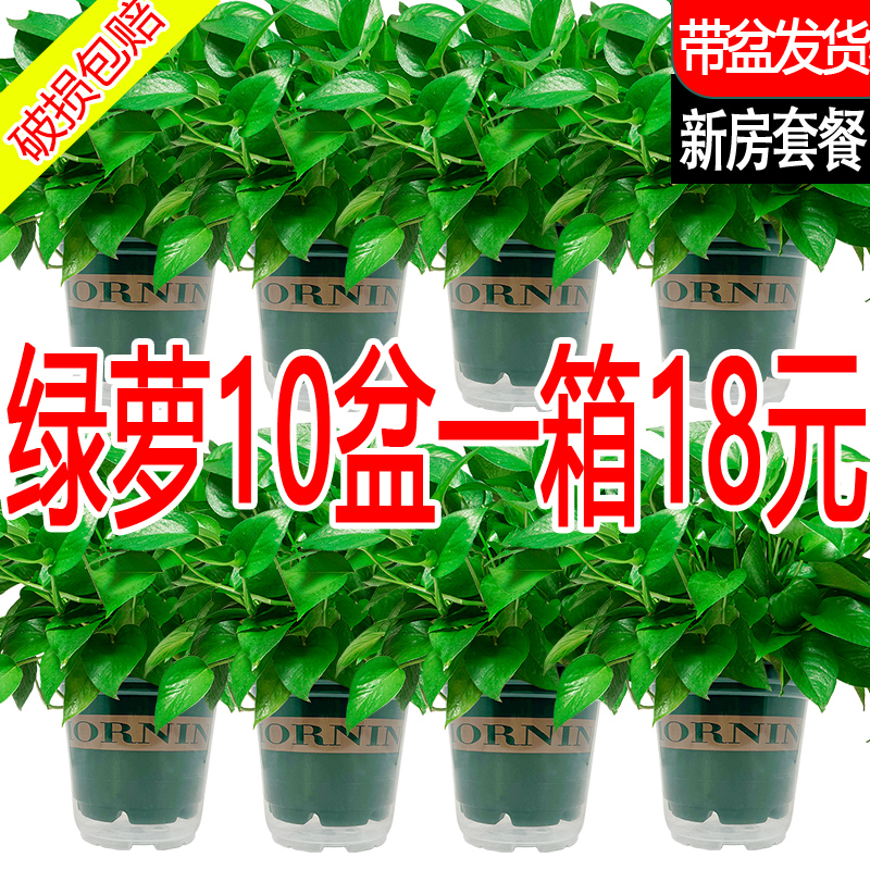 新房绿萝盆栽室内净化空气绿箩