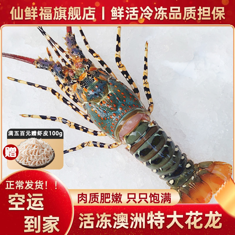 澳洲大龙虾特大鲜活速冻中华锦绣大花龙虾冷冻小青龙海鲜水产