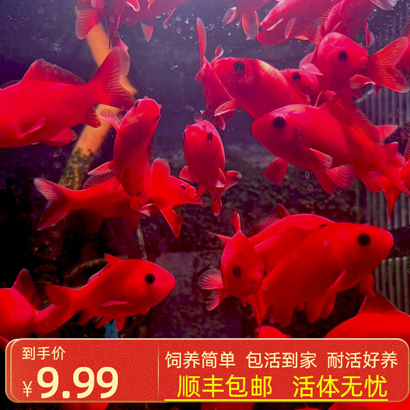 冷水鹦鹉鱼耐活好养招财红鱼冷水观赏鱼金鱼活鱼锦鲤活鱼家庭鱼苗