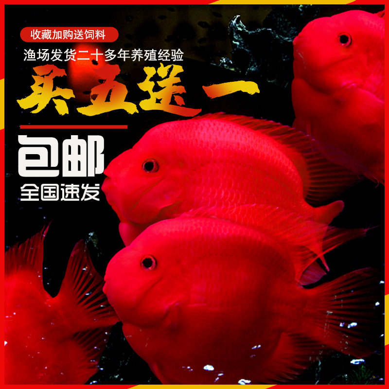 血红鹦鹉鱼活体发财鱼红财神黄金鱼