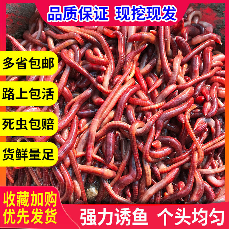 蚯蚓活饵大号包邮散装盒装 红蚯活饵/谷麦饵等饵料