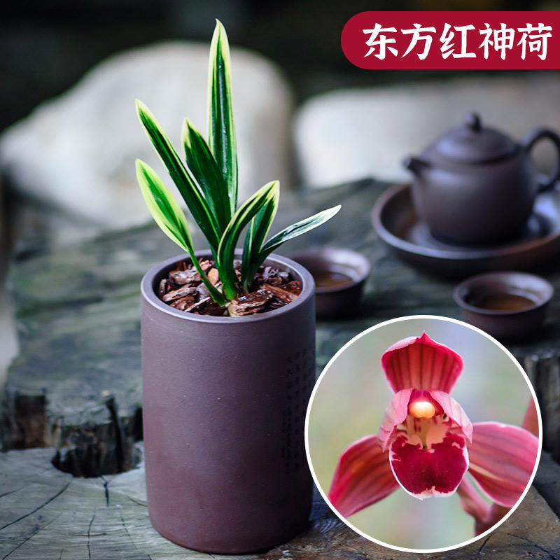 兰花苗矮种墨兰东方红神荷带花苞金边线艺兰草浓香