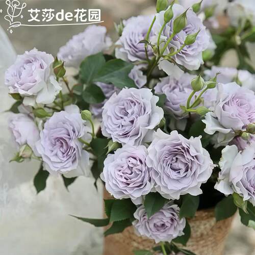 霁色月季花苗大花浓香