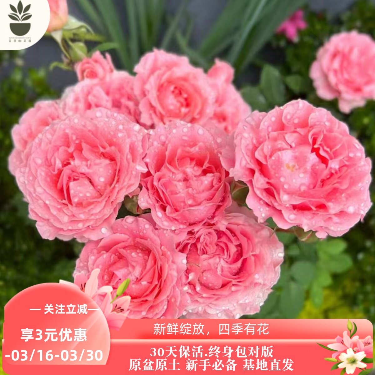 艾莎的花园珊瑚果冻月季花苗粉色特大花浓香阳台庭院花卉多季玫瑰