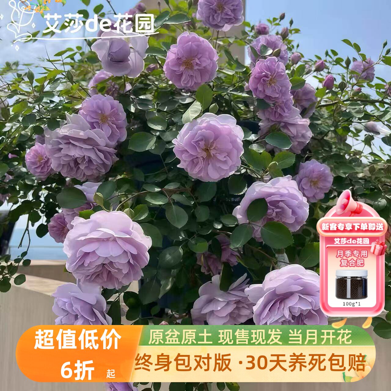 艾莎的花园藤本蓝色阴雨月季花苗爬藤开花玫瑰多季盆栽花卉植物