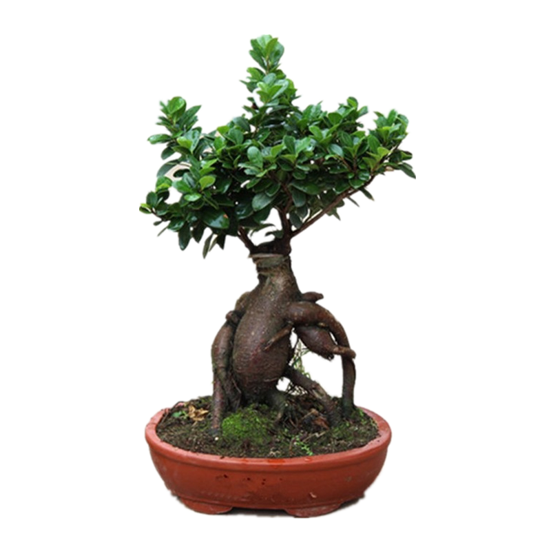 绿植四季常青耐寒造型小叶榕树