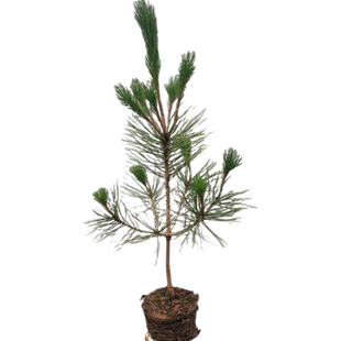 优质黑松苗松树树苗庭院道路园林盆栽松树苗小苗绿化树苗四季常青