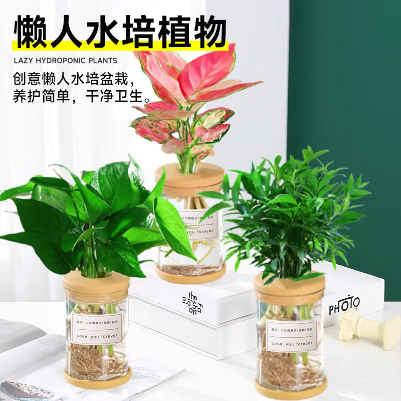 水培植物盆栽绿萝栀子花办公室内花卉小绿植四季好养多肉水养盆栽图片