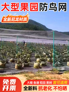 防鸟网果园大棚果树樱桃葡萄防飞鸟鱼塘天网防护网防雹网养殖网罩