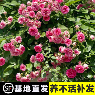 胭脂扣爬藤月季蔷薇花苗