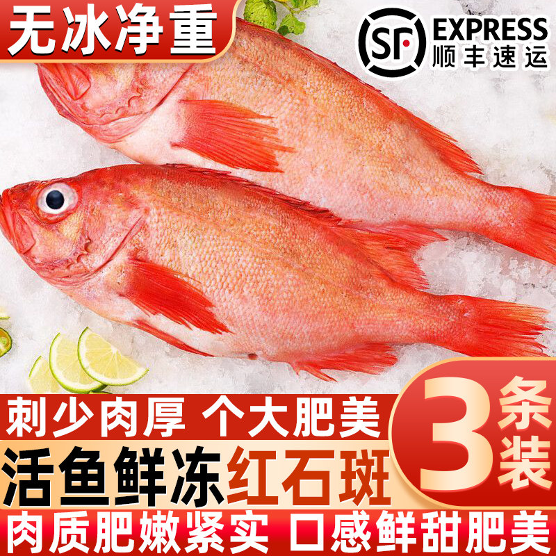 新鲜特大红石斑鱼整条新鲜冷冻海捕深海鱼红鱼石斑鱼超大整箱