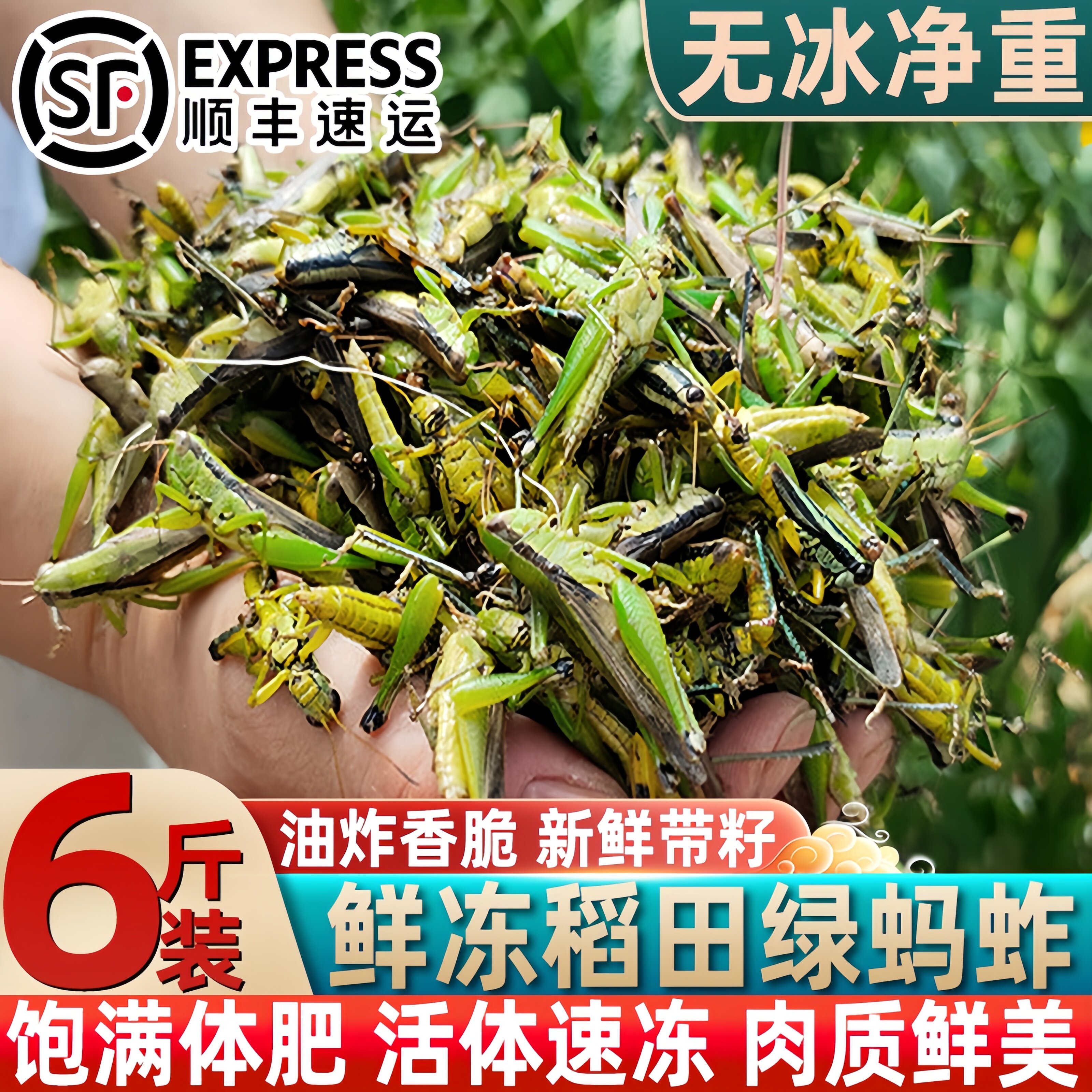 当季新鲜绿蚂蚱鲜冻稻田小绿蚂蚱蝗虫蚱蜢稻田小稻蝗小油蚂蚱食用