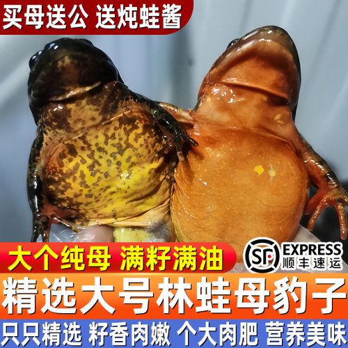 东北林蛙新鲜冷冻林蛙公林蛙母豹子新鲜东北蛤蟆顺丰当季新货
