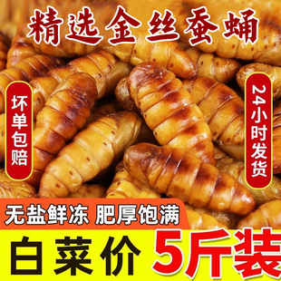 新鲜金丝蚕蛹鲜活冷冻商用烧烤精选山东特产农家桑蚕蝉蛹商用5斤