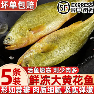新鲜海捕大黄花鱼鲜活冷冻黄鱼海捕海鲜水产生鲜海鱼类海鲜水产