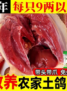 新鲜现杀冷冻乳鸽肉老鸽子肉