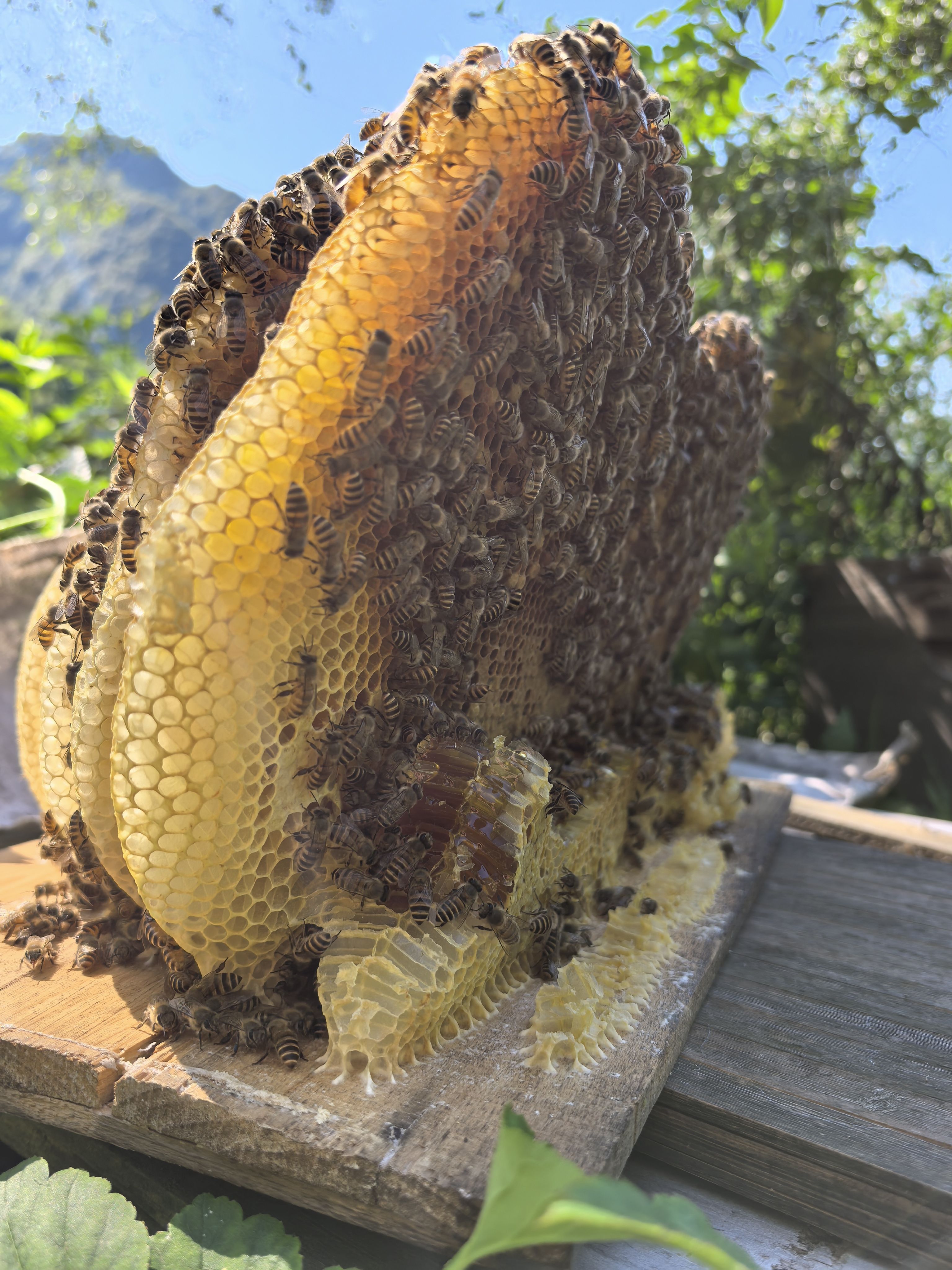 春归巢土蜂蜜三年取一次秦岭纯正天然野生蜂蜜500g