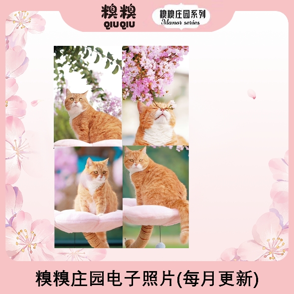糗糗-庄园猫猫电子照片