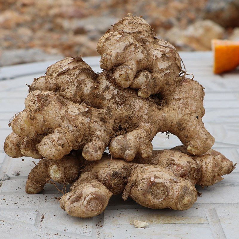 5斤小黄姜新鲜老姜土姜生姜小黄姜农家自月子姜广东梅州客家特产
