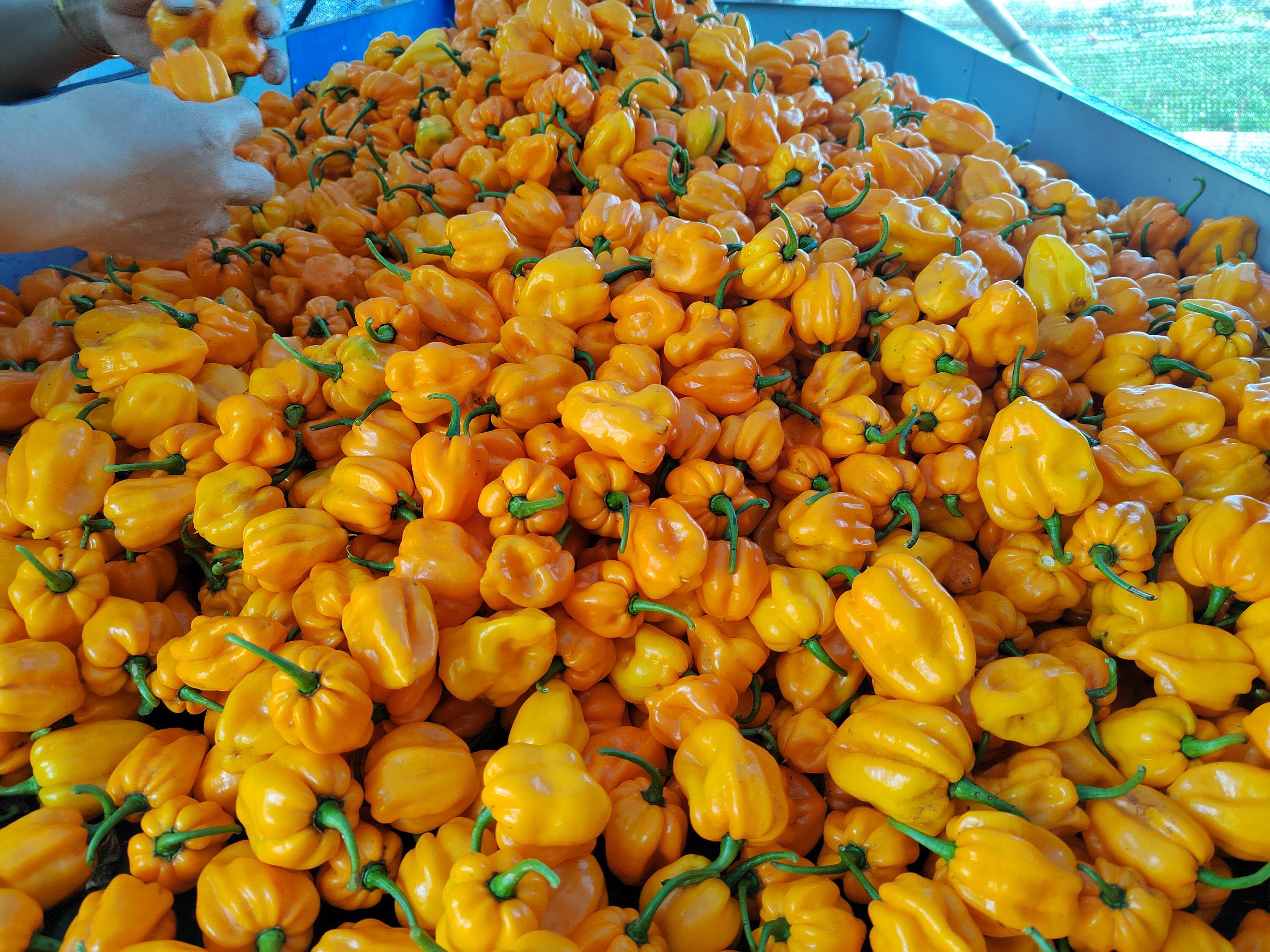 海南陵水黄灯笼辣椒新鲜果自家生产采摘散装可称重超辣满足味蕾