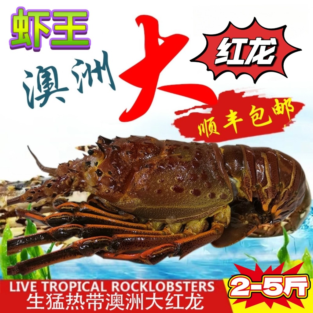 澳洲大红龙 大龙虾活冻鲜活冷冻 波士顿龙虾澳洲大龙虾海鲜2-5斤