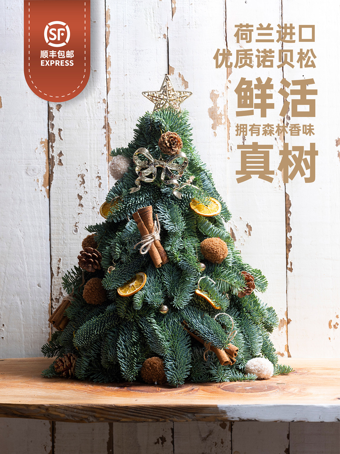 荷兰进口诺贝松圣诞树真树小型家用迷你桌面摆件圣诞节装饰品礼物