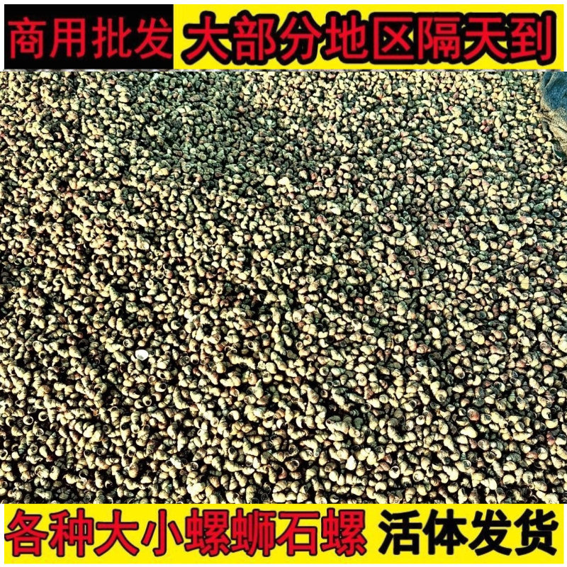 田螺鲜活养殖石螺鲜活新鲜淡水螺螺