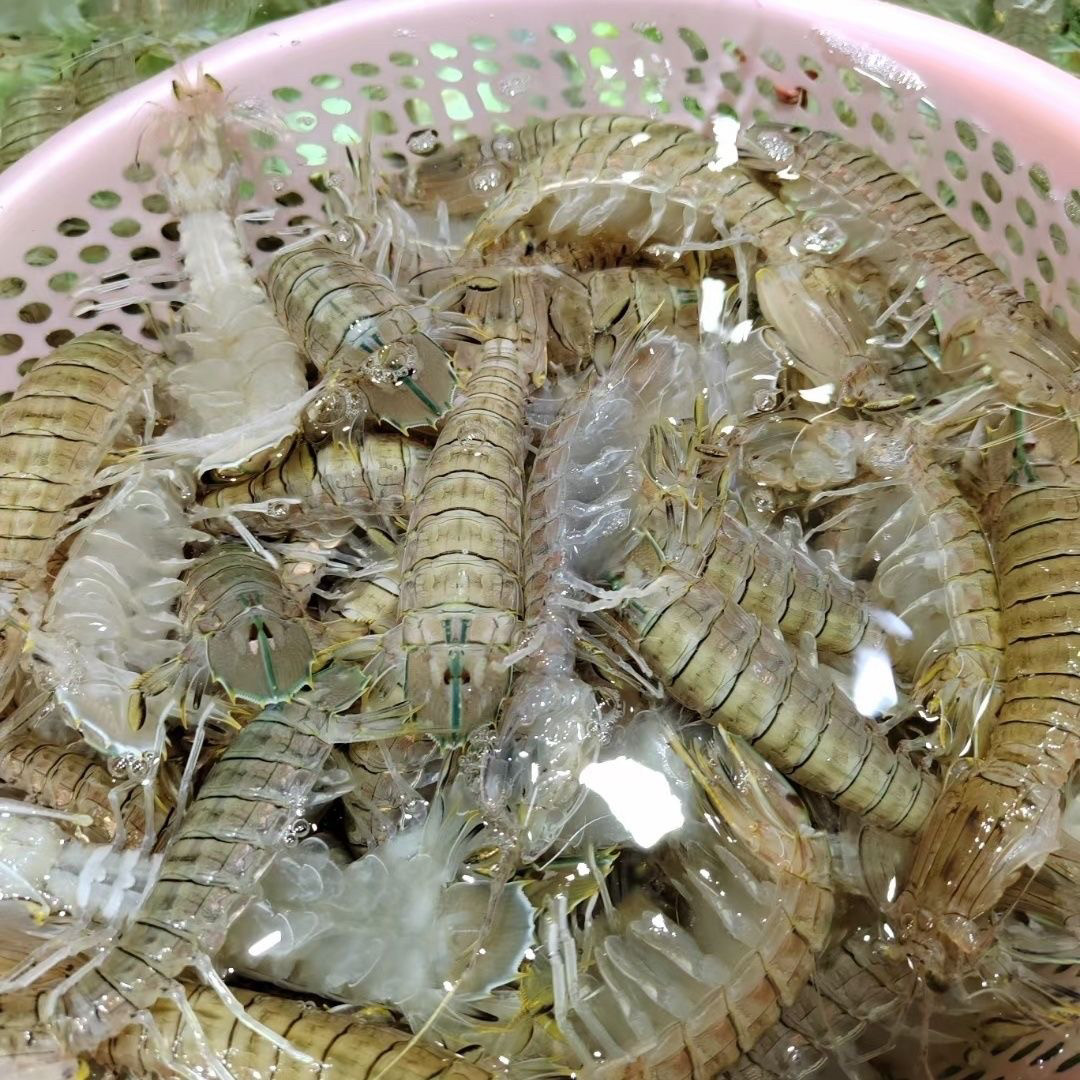 皮皮虾鲜活超大特大濑尿虾海鲜水产新鲜蒸熟富贵虾撒尿虾