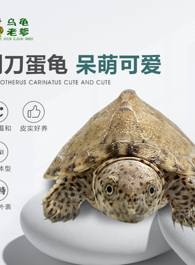 剃刀龟小型龟蛋龟屋顶龟观赏龟乌龟深水龟小乌龟全品龟苗